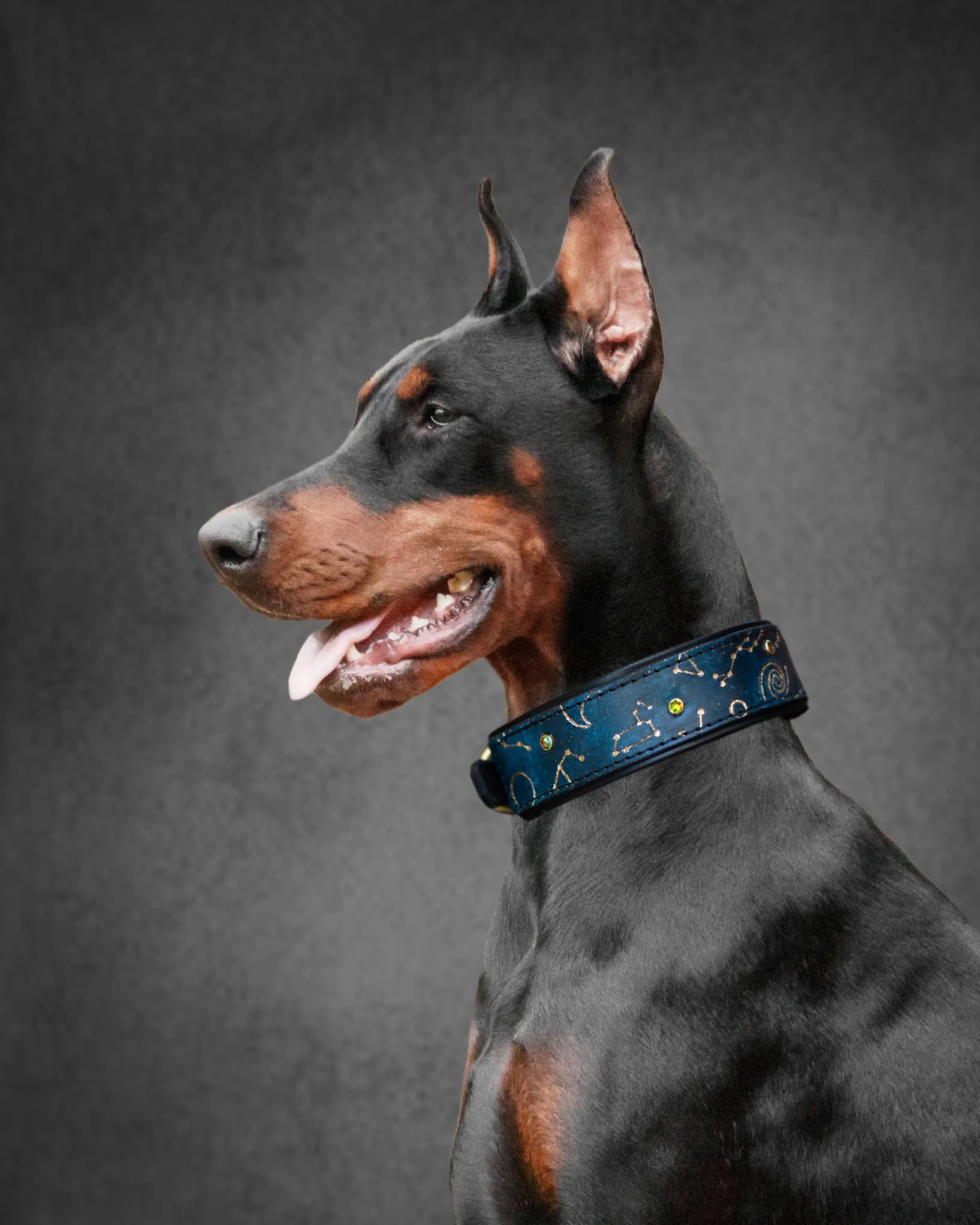 Constellations / Astrology / Zodiac / Celestial Dog Collar