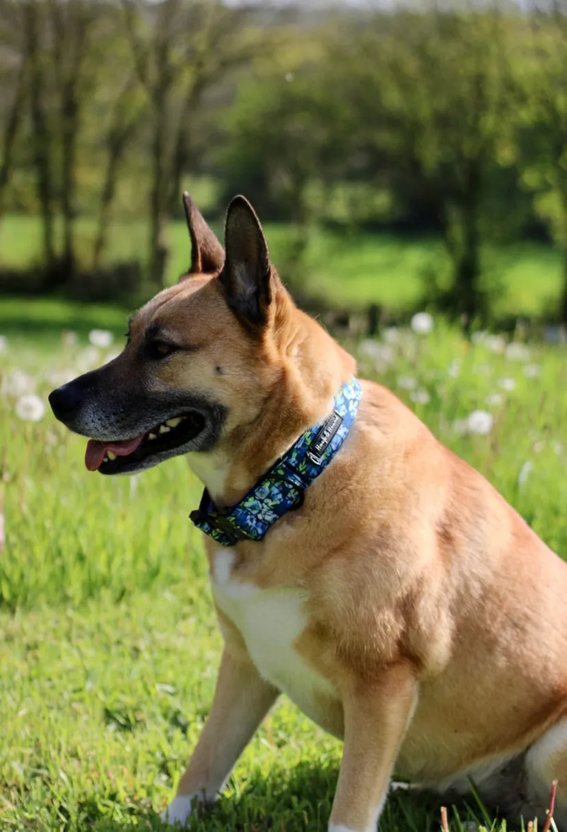 Pathfinder Tactical Wide Collar - Blue Peony