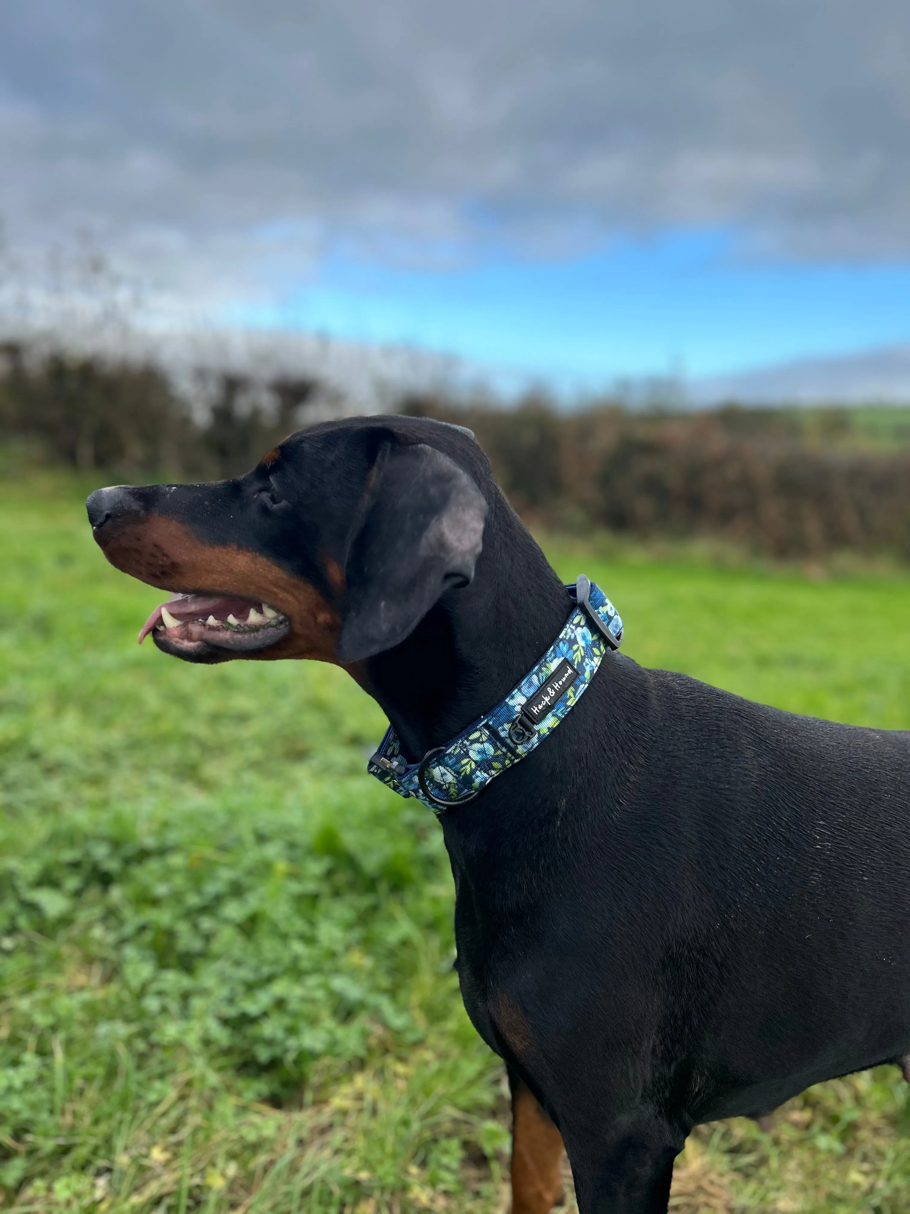 Pathfinder Tactical Wide Collar - Blue Peony