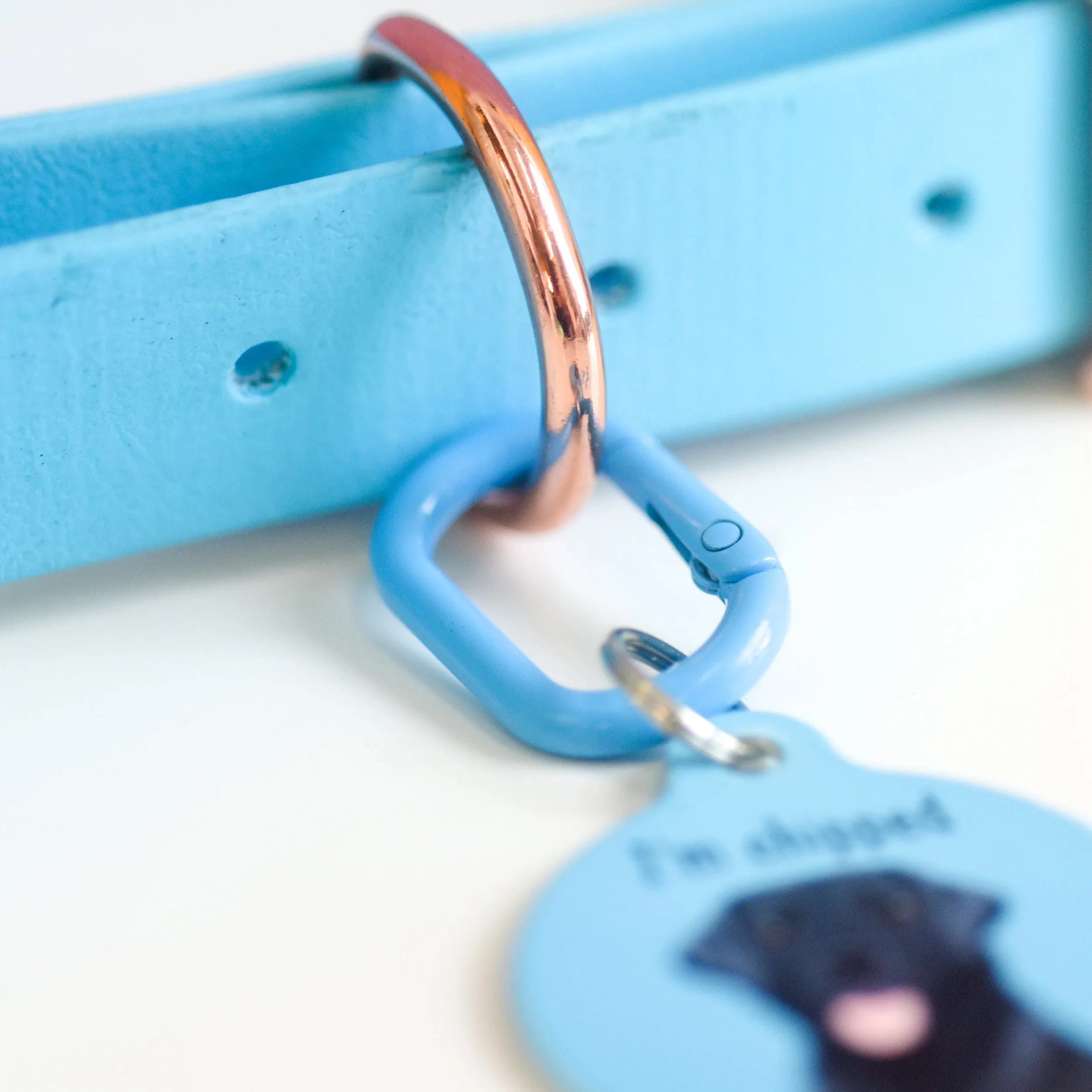 Pet Tag Oval Loop Carabiner Collar Clip